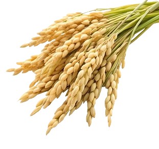 Expert handling of cross-border logistics and documentation.