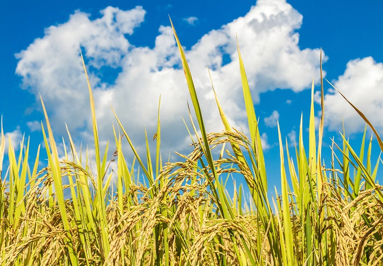 Fostering sustainable