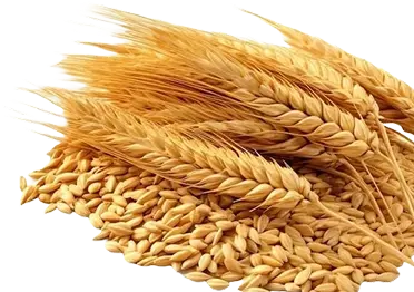 Reliable supply partner for high-volume global orders.